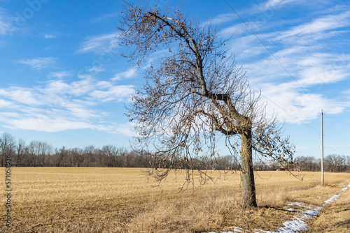 Εκτύπωση καμβά An oak tree in the winter that has been trimmed under powerlines