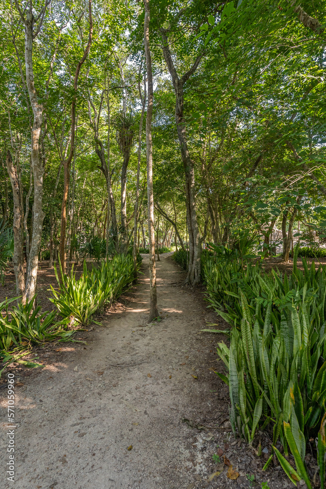 A beautiful path in the Impenetrable jungle of Mexico, a tropical paradise. A beautiful path in the Impenetrable jungle of Mexico, a tropical paradise.