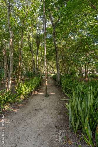 A beautiful path in the Impenetrable jungle of Mexico, a tropical paradise.