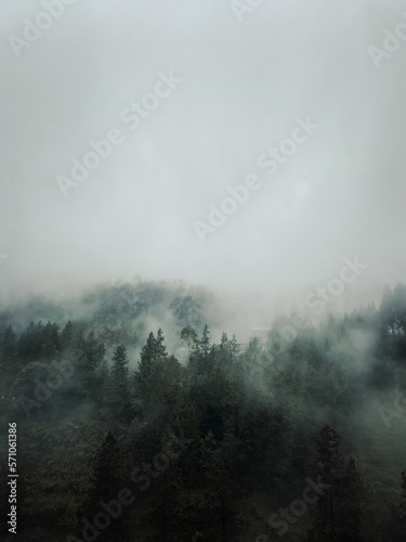 Forest and fog in top view