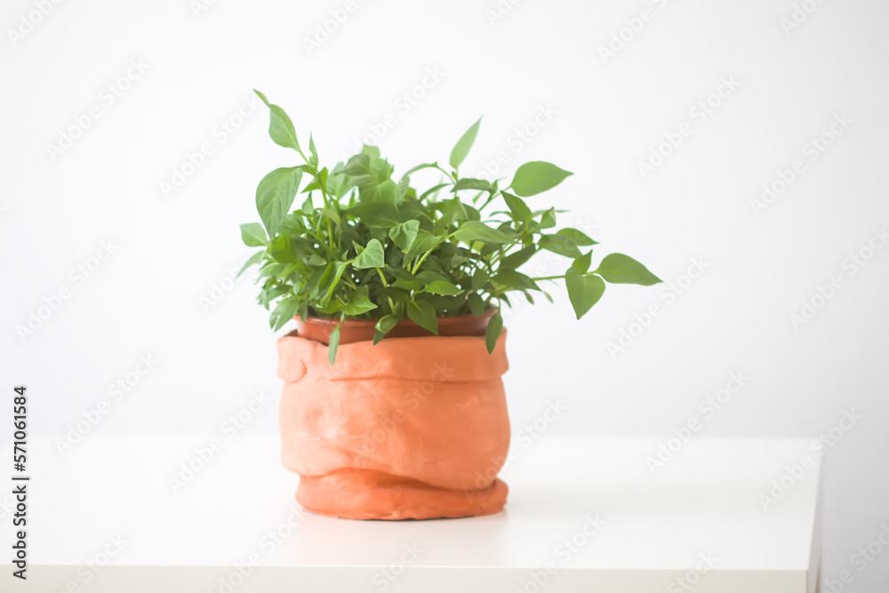 Fototapeta premium Homemade potted plant. Green branches with leaves in the handmade ceramic flower pot.
