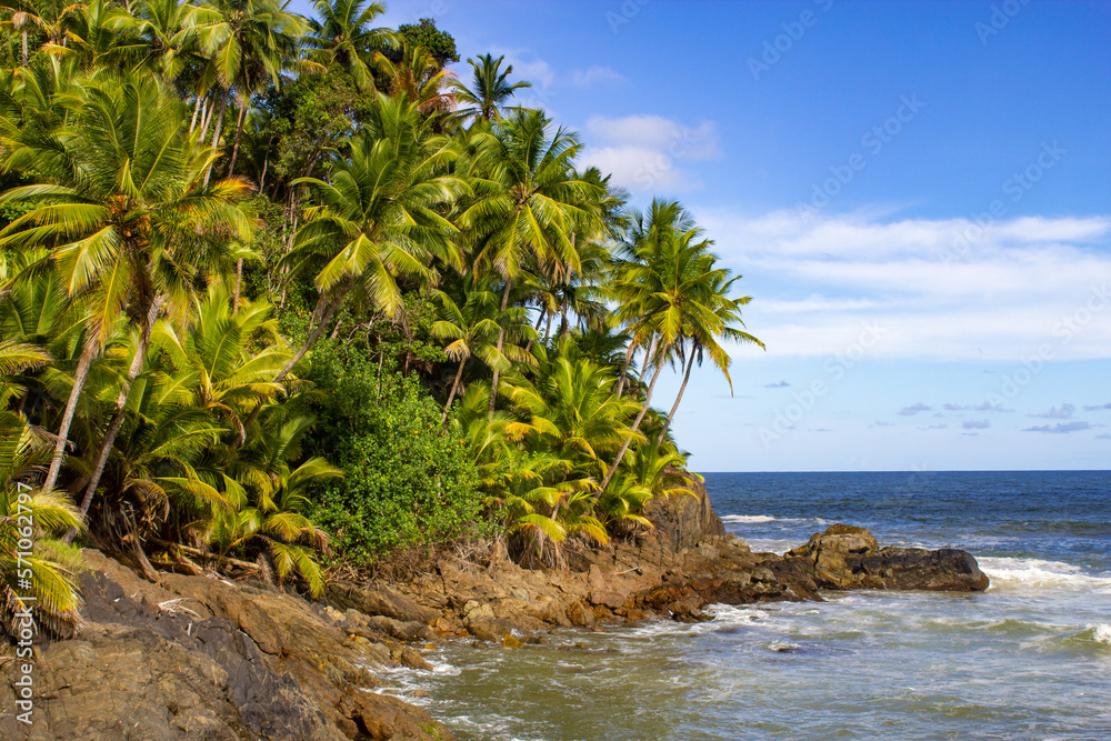 Fototapeta premium Coconut trees at Engenhoca beach