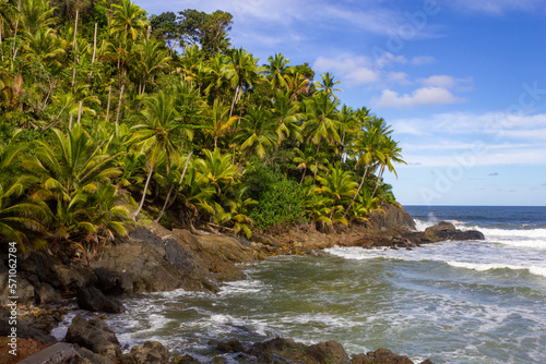 Coconut trees at Engenhoca beach