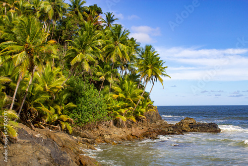 Coconut trees at Engenhoca beach