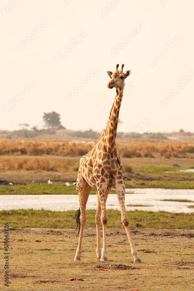 Obraz premium wild african giraffe in its natural environment full body standing in Botswana, Africa