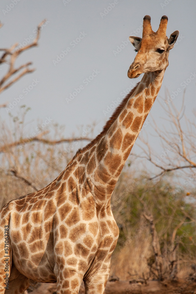 Wild giraffes in their natural environment in Botswana, Africa