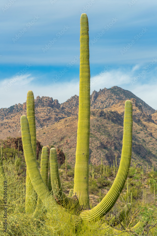 Arched saguaro cactus in the cliffs and hillsides of tuscon arizona in sabino national park in late afternoon sun