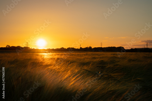 Wheat field. Ears of golden wheat close up. Beautiful Nature Sunset Landscape. Rural Scenery under Shining Sunlight