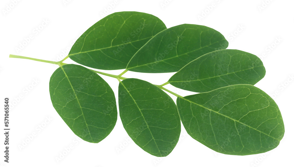 Obraz premium Moringa leaves