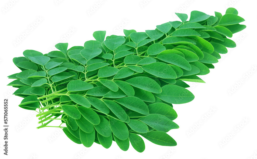 Fototapeta premium Moringa leaves