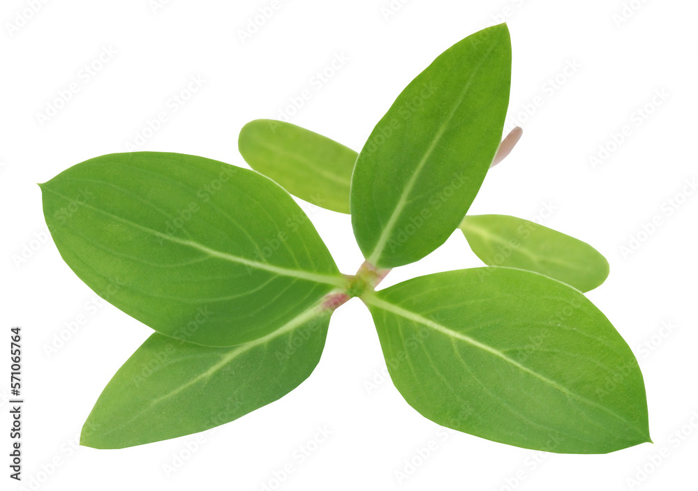 Medicinal Nayantara leaves Medicinal Nayantara leaves