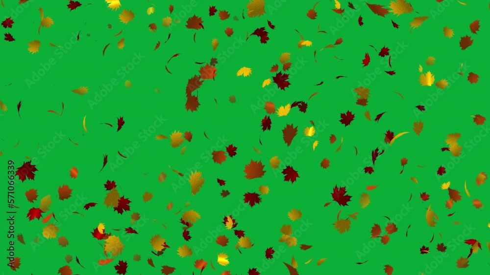 Loop animation with colorful Maple leaves in 4K Ultra HD, Beautiful leaves falling animation in green screen background Loop animation with colorful Maple leaves in 4K Ultra HD, Beautiful leaves falling animation in green screen background
