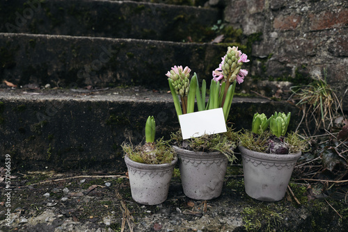 Set of pink blooming hyacinth bulbs in clay flower pots. Moss and old brick stairs in garden. Blank business card mockup scene, no people. Gardening concept. Moody floral Easter springtime still life. © tabitazn