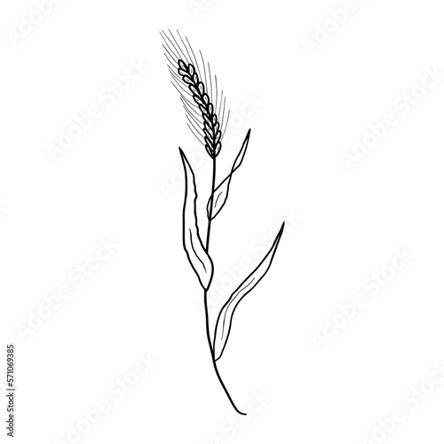 Detailed realistic vector black and white illustration of rye plant. Hand drawn picture of wheat ears in engraved vintage style. Sketch of agricultural plant.