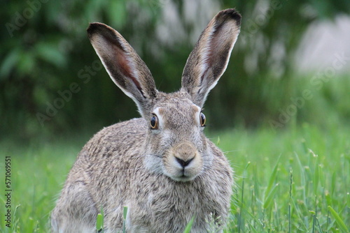rabbit in the field © Michael Mamoon