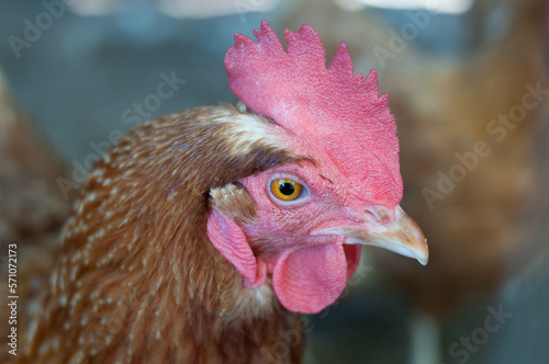 Photograph of a Rhode Island Red Chicken