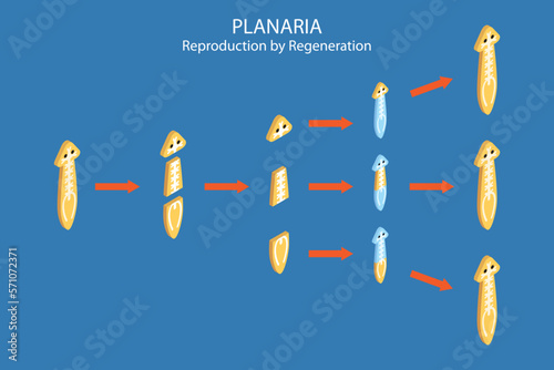 3D Isometric Flat Vector Conceptual Illustration of Planaria Regeneration, Educational Scheme