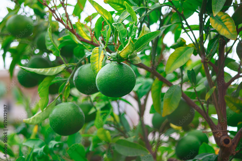 Orange tree with green fruits . Tropical tree with green fruits
