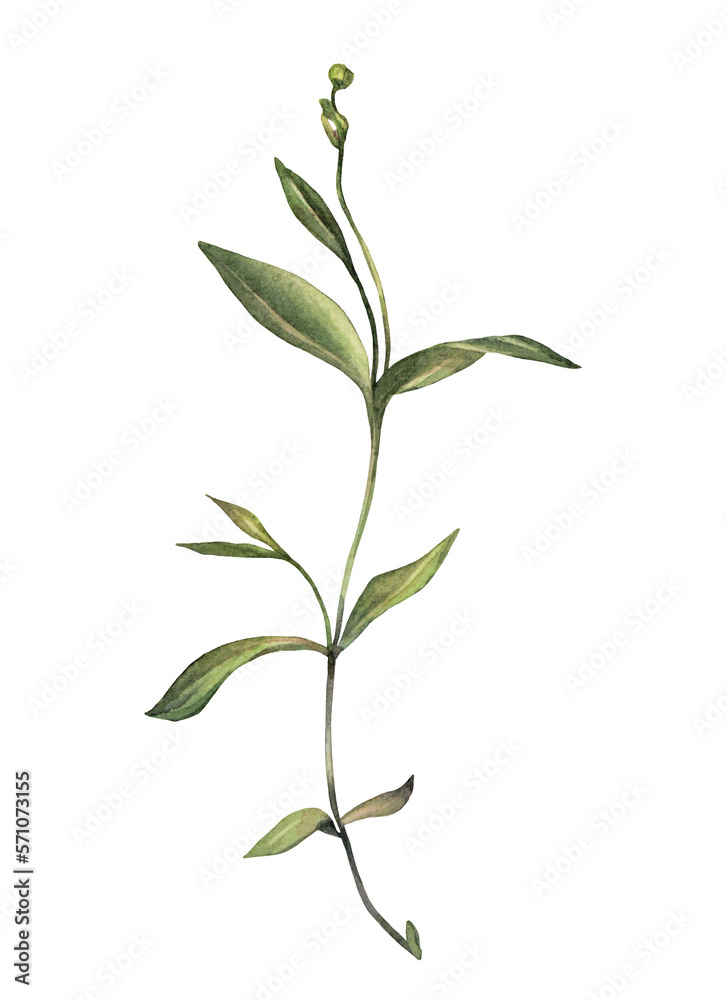 Watercolor grass and leaves isolated on white background. Hand-drawn green bush with bud. Creative branch for invite card, wedding celebration and sticker. Clipart for wallpaper wrapping Watercolor grass and leaves isolated on white background. Hand-drawn green bush with bud. Creative branch for invite card, wedding celebration and sticker. Clipart for wallpaper wrapping