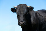 Vaca negra con fondo de cielo azul
