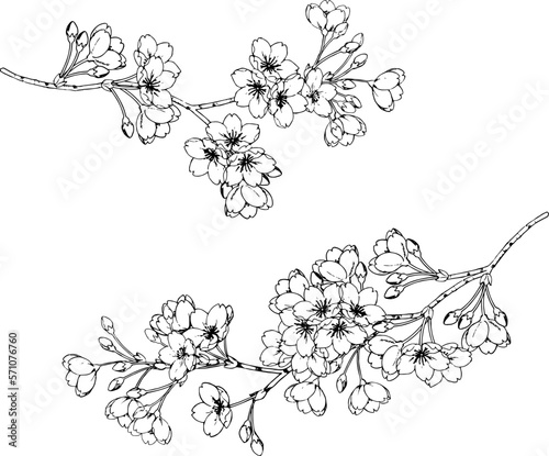 ペンで描いた桜のイラスト3