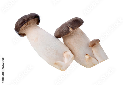Royal oyster mushroom transparent png