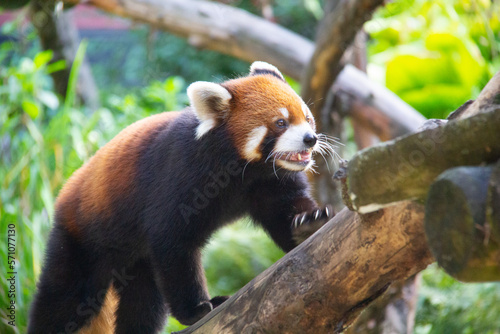 Red panda walking on a branches