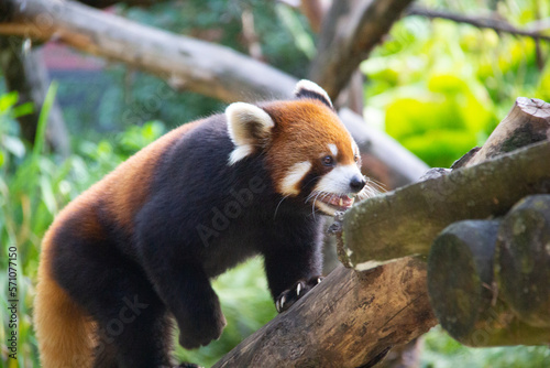 Red panda walking on a branches