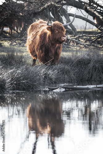 Canvastavla scottish highlander cow bull drinking water from natural spring in grass field