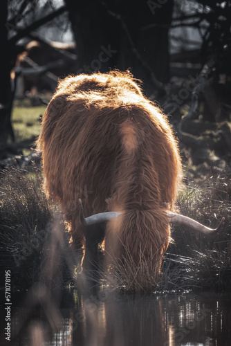Billede på lærred scottish highlander cow bull drinking water from natural spring in grass field