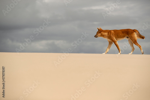 Bild auf Leinwand Perseverant Steps - Determined and persistent, an alpha male coastal Dingo attentively starts his first daylight patrol around his territory