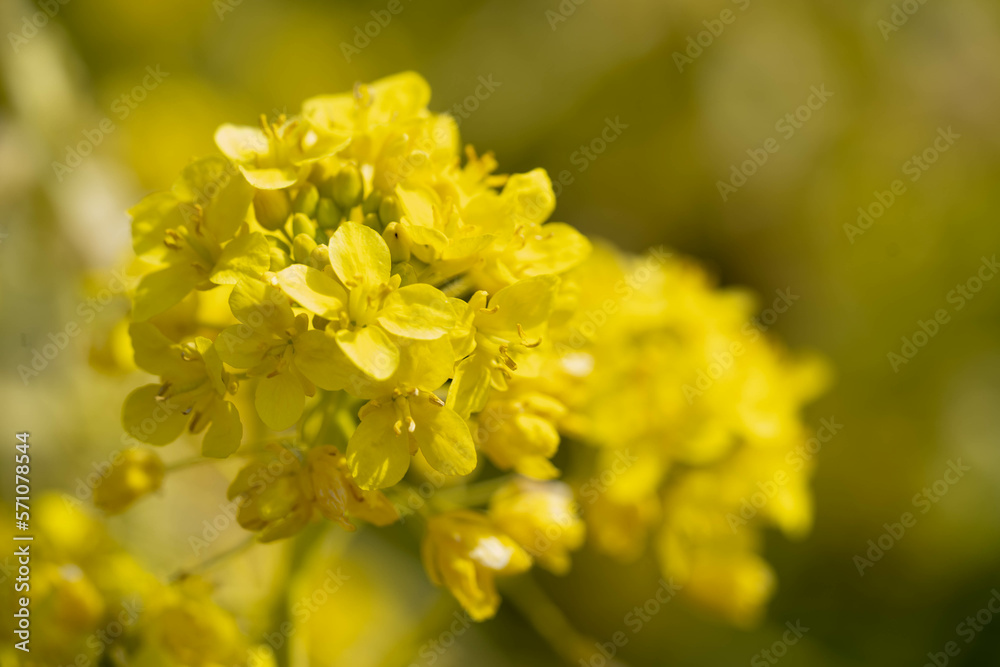 ふんわりとした春の菜の花の写真
