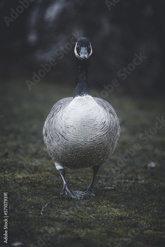 black headed goose walking on a grass field © Sam