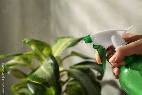 Woman spraying water onto houseplant at home, closeup photo