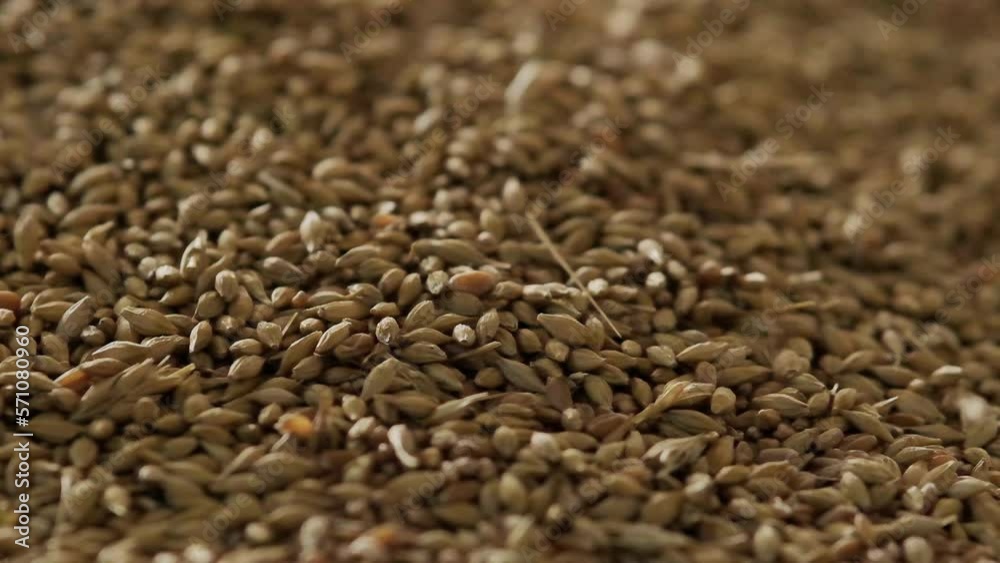 Grain falls into a large heap Slow motion Grain falls into a large heap Slow motion