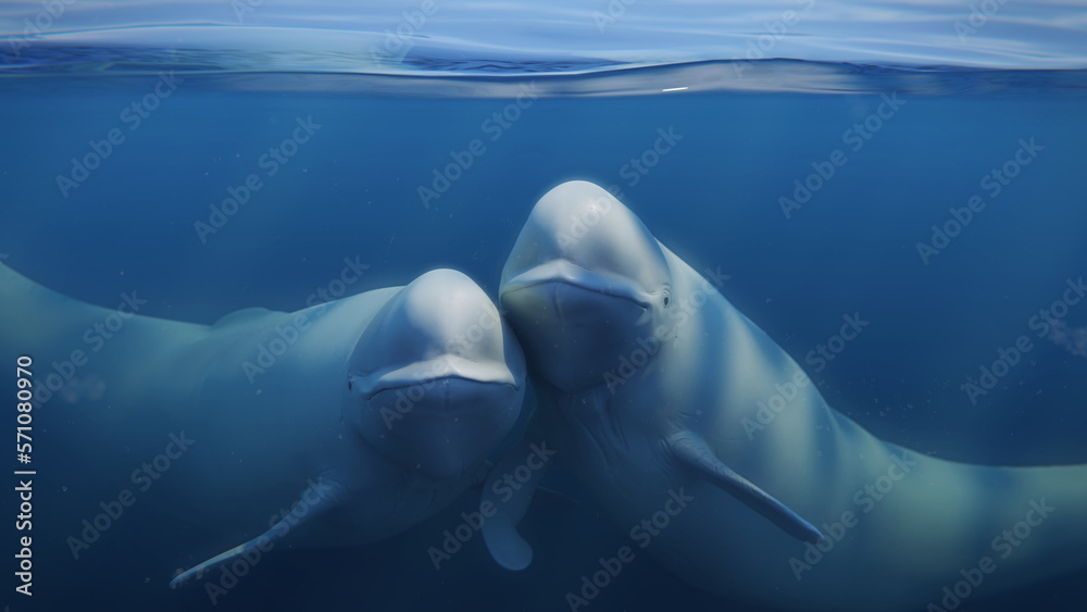 Fototapeta premium Beluga, white whale couple is swimming together in the ocean