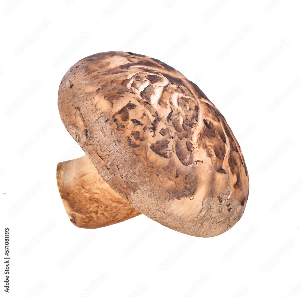 Shiitake transparent png Shiitake transparent png