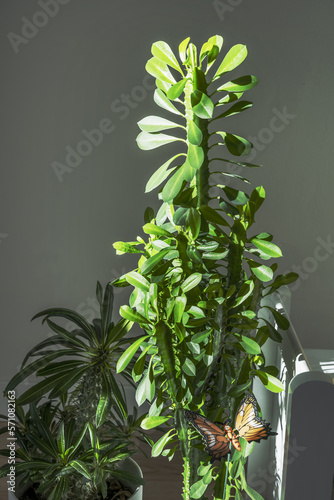 Crown of a euphorbia trigona with several arms and many leaves illuminated by sunbeams photo