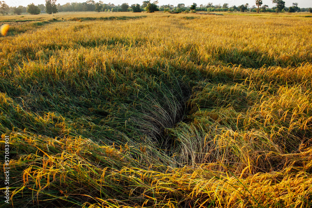 Fototapeta premium Beautiful ricefield in southeast asia