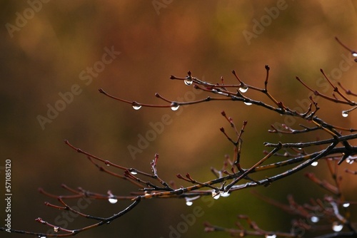 Canvas-taulu Drops shining on tree twigs
