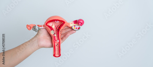 Woman holding Uterus and Ovaries model. Ovarian and Cervical cancer, Cervix disorder, Endometriosis, Hysterectomy, Uterine fibroids, Reproductive system and Pregnancy concept photo