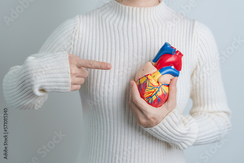 Woman holding human Heart model. Cardiovascular Diseases, Atherosclerosis, Hypertensive Heart, Valvular Heart, Aortopulmonary window, world Heart day and health concept photo