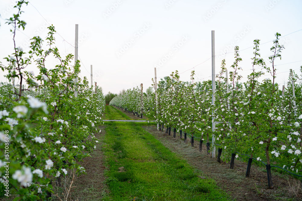 Young apple orchard protection against rodents hares net