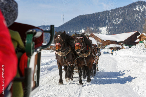 Fotografía Portrait of a team of coldblood draft horses pushing a sleigh in front of a snow