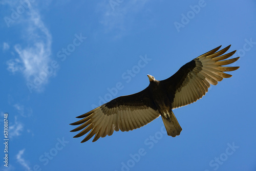Brazilian vulture flying against blue sky.