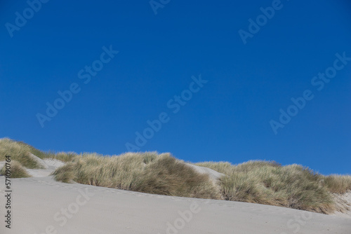 beach sand dunes with grass