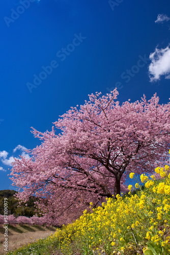 下賀茂の河津桜と菜の花と桜並木