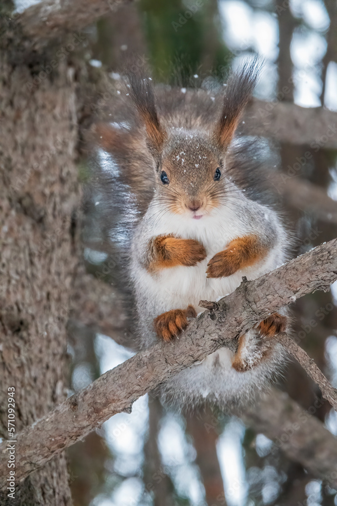 The squirrel with nut sits on tree in the winter or late autumn The squirrel with nut sits on tree in the winter or late autumn