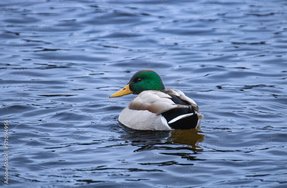 Isolated Mallard Duck floating on water with small waves Isolated Mallard Duck floating on water with small waves