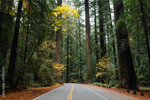 Road through the California Redwoods photo